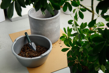 Obraz premium Gray ceramic planter with soil bowl and trowel surrounded by schefflera foliage during repotting