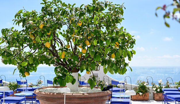Positano , Italy . Stunning view of Lemon tree and   ceramics. Travel Inspiration from  Amalfi coast. Vacation in Italy