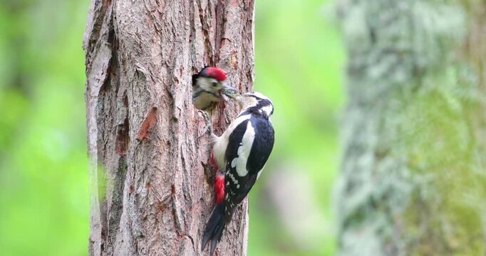 Great spotted woodpecker female feeding chick in nest hole in spring