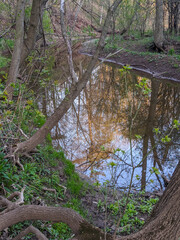 Fototapeta premium Spring forest stream reflects bare and budding trees while fresh green growth carpets the muddy bank, creating a peaceful, reflective scene ideal for nature, ecology and outdoor lifestyle imagery.