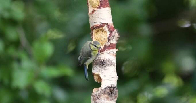 Eurasian blue tit chick feeding on a suet filled birch log feeder