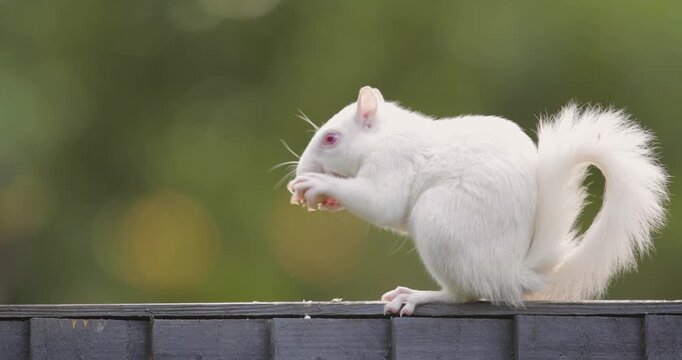 Albino Eastern grey squirrel eating peanut on garden fence, UK