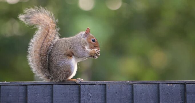 Eastern grey squirrel eating peanut on garden fence