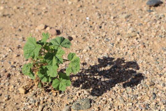 Cheeseweed or common little Mallow genus Malva Neglecta with lushly green nearly circular or heart-shaped hairy  leaves flourishing in Arizona desert climate
