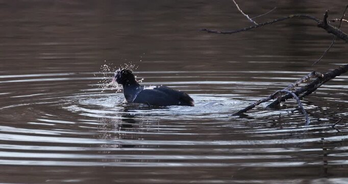 Slow motion of Eurasian coot bathing and splashing in lake water near a branch and then swimming away