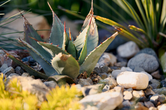 Succulent plant with sharp leaves among stones in sunlight. Agave parryi huachucensis