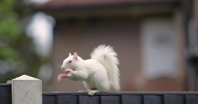 Albino Eastern grey squirrel eating peanut on garden fence, UK