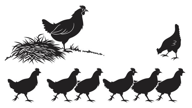 Vector illustration of chickens and hen in silhouette with illustration silhouette chickens livestock