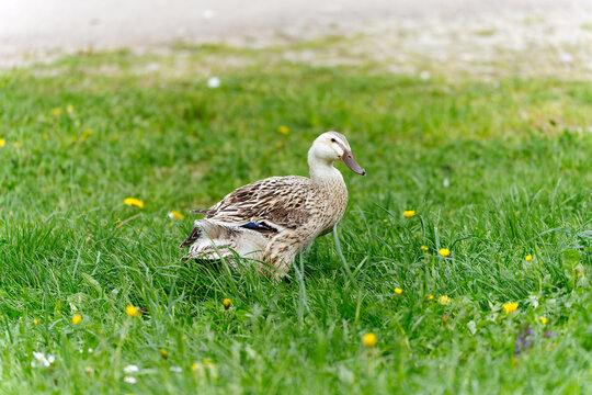Close-up of female Indian Runner duck at organic farm named Huebhof at Swiss city of Z&uuml;rich on a spring day. Photo taken April 20th, 2026, Zurich Schwamendingen, Switzerland.