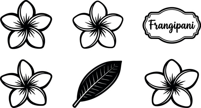 Black and white frangipani flowers and leaf line art vector illustration