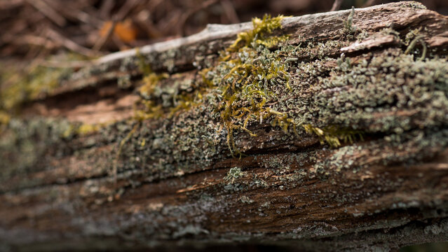 Moss and lichen on decaying tree trunk in forest macro texture