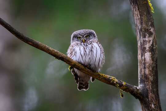 Eurasian pygmy owl (Glaucidium passerinum)