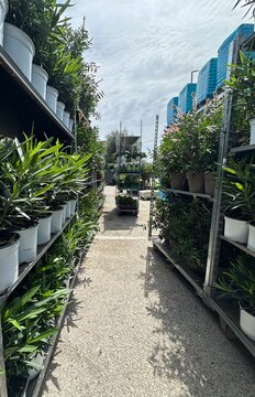 Outdoor flower shop display with rows of potted plants and seedlings on shelves
