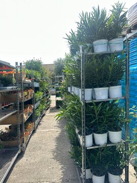 Outdoor flower shop display with rows of potted plants and seedlings on shelves