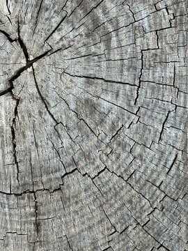 Top view close up of wooden stump cross section with tree rings texture
