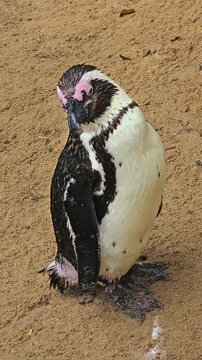 Close up of a jackass or humboldt penguin standing in the sand and shaking his body, video in vertical format