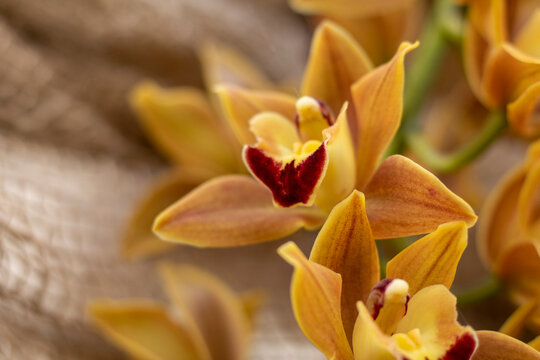 Cymbidium Orchidee - Makro Fotografie - Deutschland, April 2026