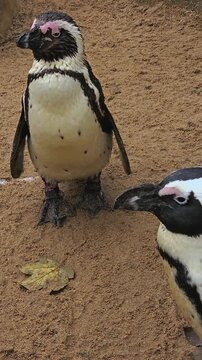 Close up of a jackass or humboldt penguin standing in the sand and shaking his body, video in vertical format