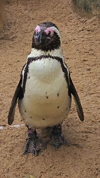 Close up of a jackass or humboldt penguin standing in the sand and shaking his body, video in vertical format
