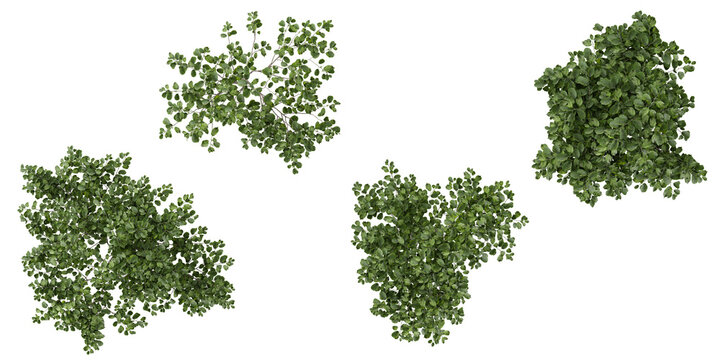 Set of Stachyurus plants on transparent background from the top view