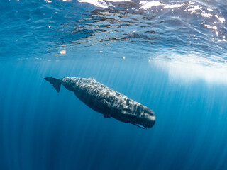 Sperm whale © Dominik Plieseis 