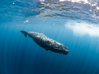 Naklejka premium Sperm whale