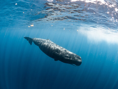 Sperm whale