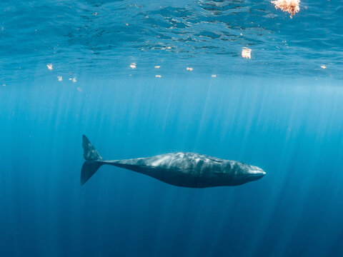 Sperm whale