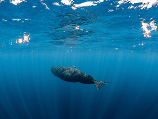 Fototapeta premium Sperm whale