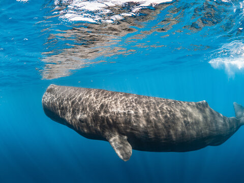 Sperm whale