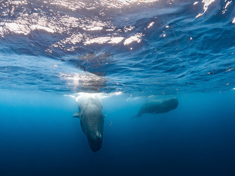 Sperm whales