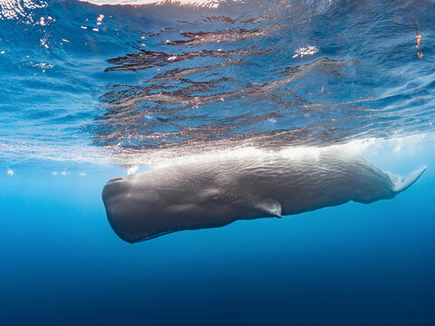 Sperm whale