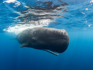 Sperm whale with open mouth © Dominik Plieseis 