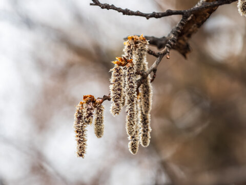Backlit cluster of female European aspen or Quaking Aspen, Populus tremuloides, catkins, under the soft spring sun