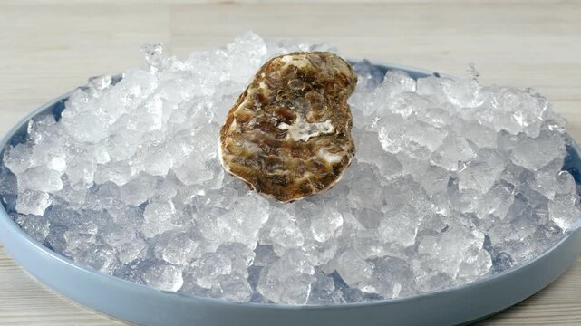 Fresh raw oysters with ice, french restaurant, mediterranean Healthy sea food, gourment luxury cuisine. Close up of seafood restaurant. 