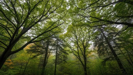 Obraz premium Trees in a misty forest.