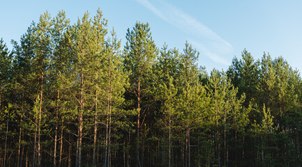 Dense Pine Forest Canopy with Tall Slender Trees Under a Pale Blue Sky with Wispy Cloud and Sunlight Dappled for Natural Backgrounds © lumerb