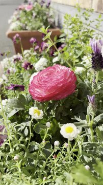 Dolly-in shot from yellow and pink ranunculus to red ranunculus