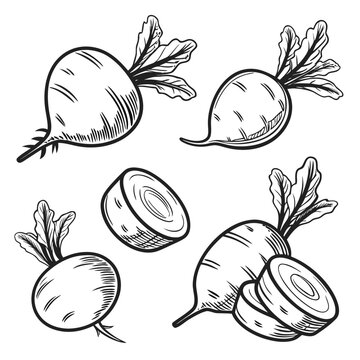 Vector illustration of organic fresh beetroots and sliced pieces with beetroot vegetables ingredients