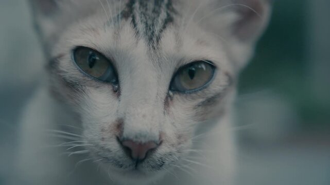 sleepy cat open eye and close again