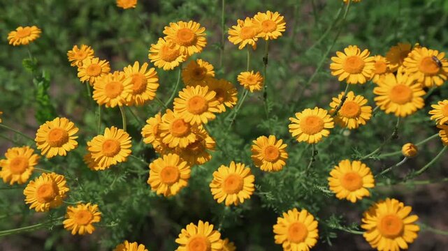 Golden camomile or Golden marguerite (Anthemis tinctoria) in grassland