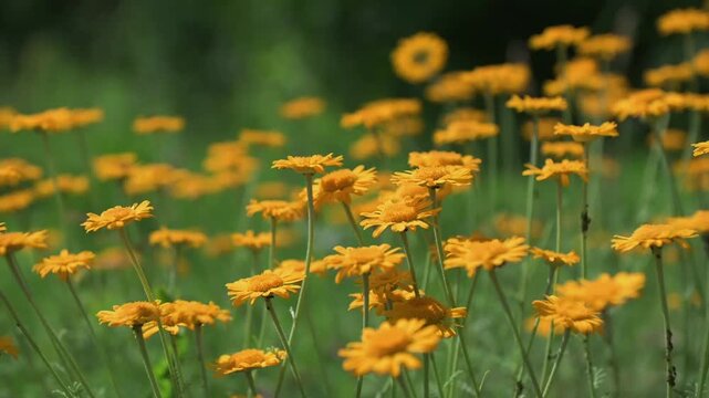 Golden camomile or Golden marguerite (Anthemis tinctoria) in grassland
