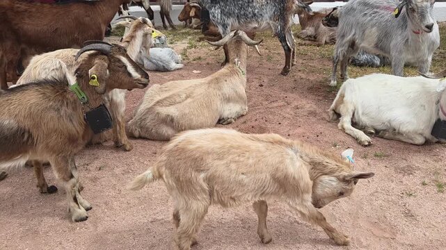Panning tracking handheld shot of herd of goats standing walking and resting in farmyard enclosure near barn during daytime