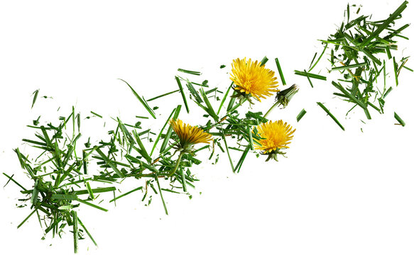 Yellow dandelion flowers and green grass clippings isolated on transparent background
