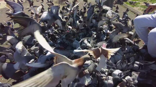 Close up of Pigeons  on a feeding frenzy in Barcelona, Spain on a main town square on a sunny spring day
