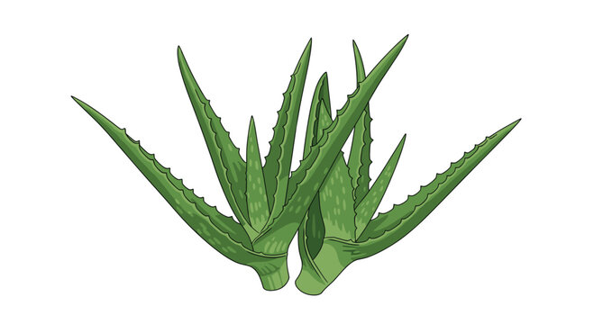 Two vibrant green aloe vera succulents with serrated leaf margins and speckled textures stand together against a clean white backdrop in a detailed vector style.