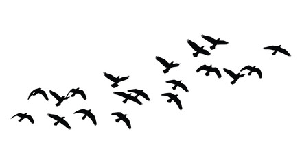 A flock of birds in flight dynamically arranged across a white background presented as a striking silhouette high quality professional detailed © mrvect02