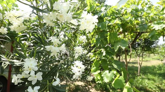 Beautiful white oleander flowers bloom on a bush in a sunny summer garden. A slow camera zoom reveals a detailed close-up of the delicate petals and green leaves.

