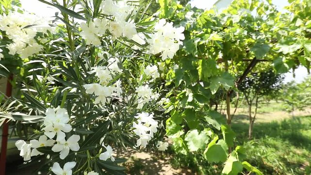 Beautiful white oleander flowers bloom on a bush in a sunny summer garden. A slow camera zoom reveals a detailed close-up of the delicate petals and green leaves.


