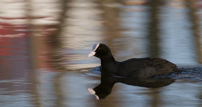 Slow motion of Eurasian coot swimming on calm water with colorful city building reflections during sunset